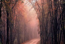 宫鲁鸣突然辞职!女篮要变天?三大“巨人”能拯救中国篮球吗?.